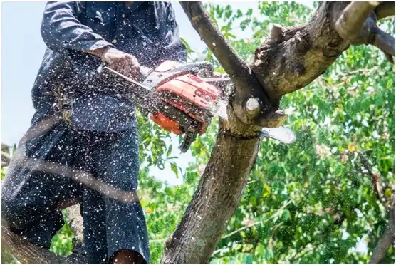 tree services South Houston